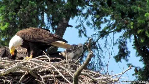 Lynda Robson / Hancock Wildlife Foundation Bald eagle feeds baby red-tailed hawk