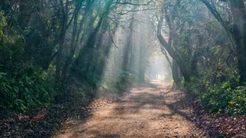 Ramblers Amanda Jane Baldwin's photo of the Strawberry Line footpath in North Somerset. It shows rays of sunlight piercing through a canopy of trees above and shining onto a dirt path through the woods. 