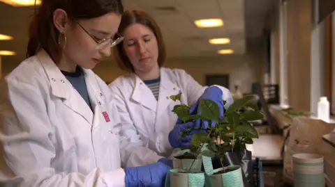 Matthew Dickers/Caue Souza Two scientists are in a lab, looking at small tea plants that are in labelled pots. They are wearing white coats and blue plastic gloves.