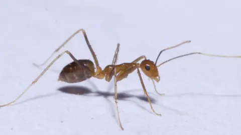 Tamil Nadu: Yellow crazy ants cause chaos in India villages