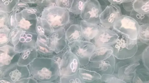 Chris Hinton Jellyfish