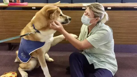 Canine Concern Koji the dog in hospital