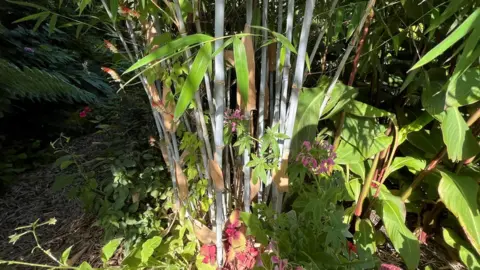 Blue bamboo