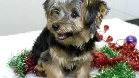 PDSA Dogs and tinsel don't mix