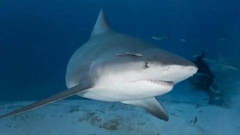 Getty Images File photo of a bull shark