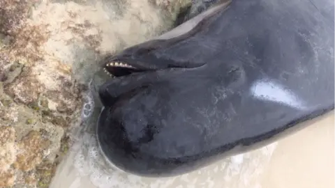 WESTERN AUSTRALIA GOVERNMENT An overhead shot of a beached whale in Hamelin Bay