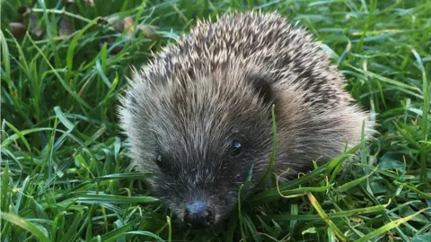 Herts Hogline Exploring the world and learning to forage