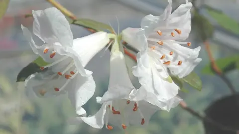 RBGE Flowers