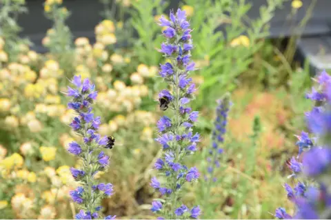 Nomura Bees on plant