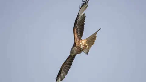 Cliff Kinch Red Kite