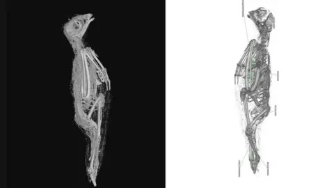 Swansea University  The soft tissue (left) and skeletal remains (right) of the Eurasian kestrel