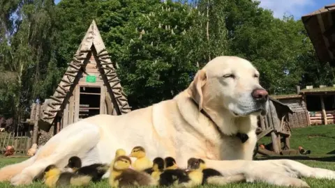 Mountfitchet Castle Fred the dog and ducklings