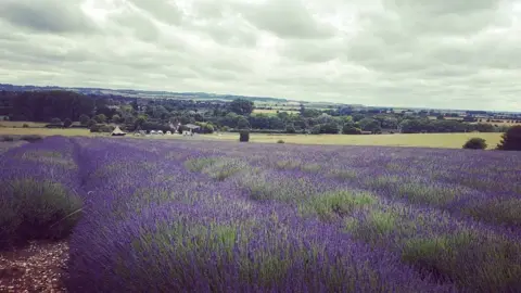 Tim Hunter Hitchin Lavender