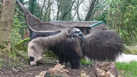 Dudley Zoo Anteater Lyra with pup on her back