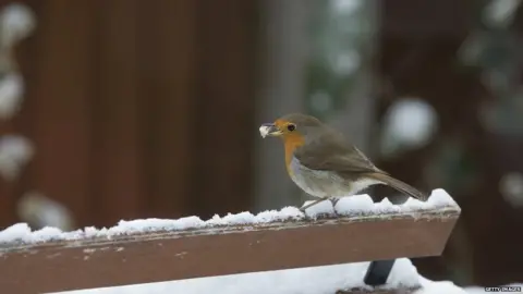 Getty Images Tips on what to do with your old Christmas tree