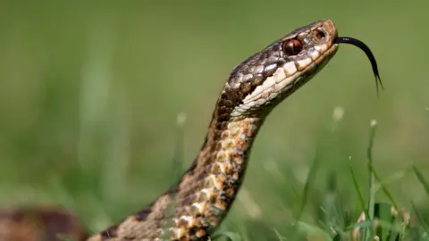 Getty Images An adder