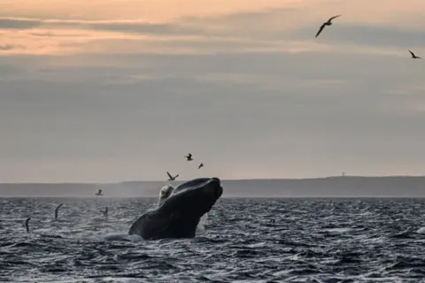 Luis Robayo/AFP A Southern right whale