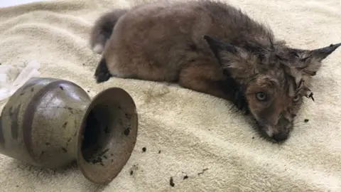 RSPCA Fox cub after being rescued from vase