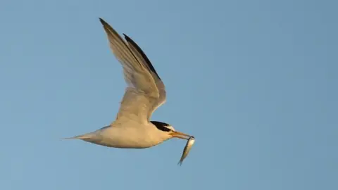 Little Tern in flight with fish in beak