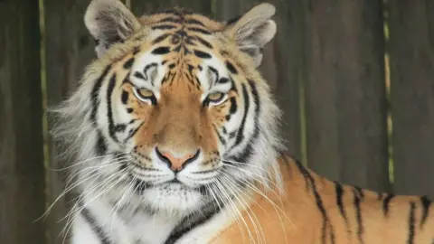 Knowsley Safari Park Tiger Sinda