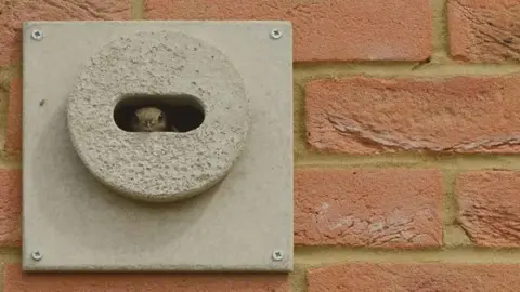 RSPB Swift brick