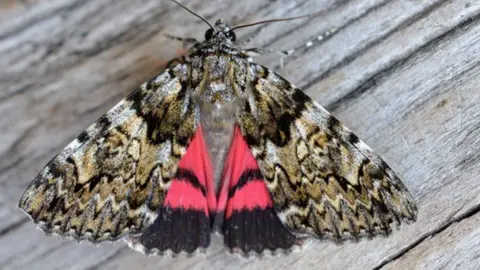 Adrian Matthews Moth with a bright red colour underneath the wings