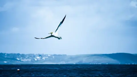 Tom Arnold A gannet fishing at Barafundle Bay