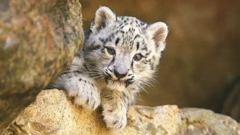 Getty Images Snow leopard