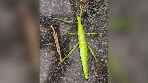 Lauren Garfield Male and female stick insects