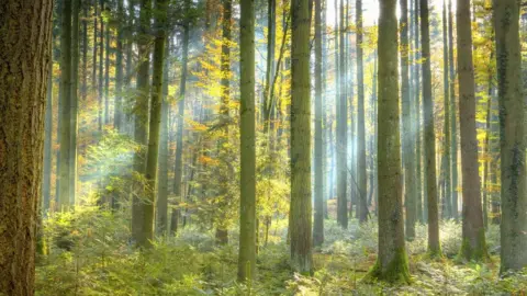 Getty Images Trees