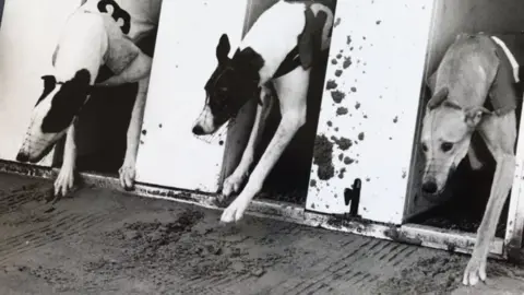 Hall Green Greyhound Stadium The track