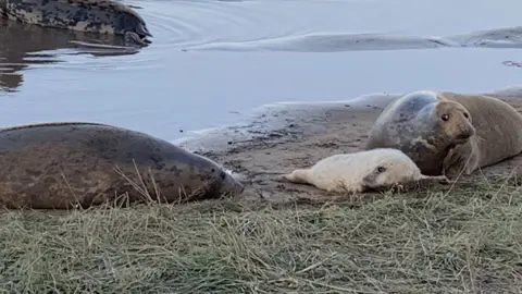 Seals with a seal pup