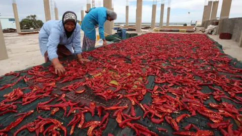 EPA Tunisian employees work on the production line at the Zgolli factory for Harissa (a Tunisian hot chili) in Korba, 66km from Tunis, Tunisia, 03 October 2018. Harissa is a Tunisian hot chili paste, which is sometimes described as Tunisia"s main condiment".