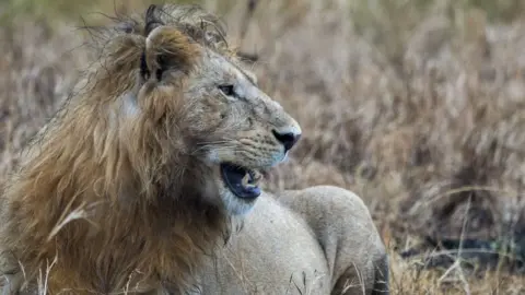 Getty Images A male lion in the wild