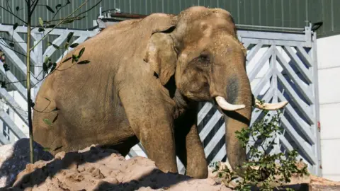 Blackpool Zoo Emmett the elephant