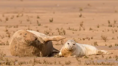 Gareth Watcham  Mother and pup