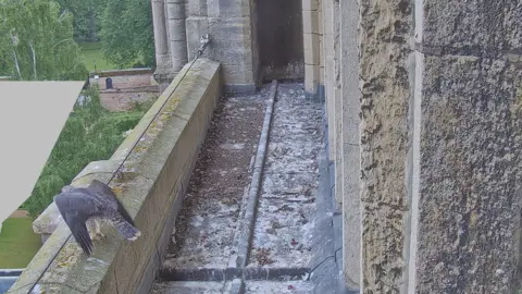 Ely Cathedral/Hawk and Owl Trust Peregrine flying the nest