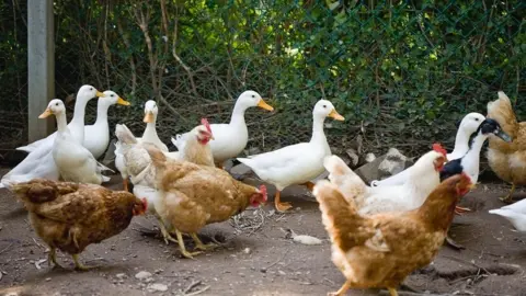 Getty Images Generic picture of chickens and ducks