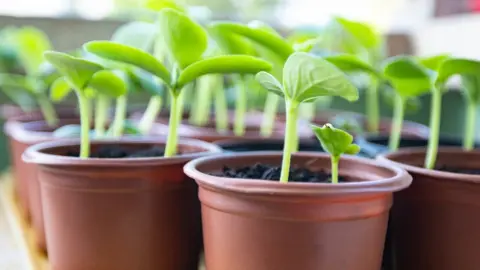 Getty Images Seedlings