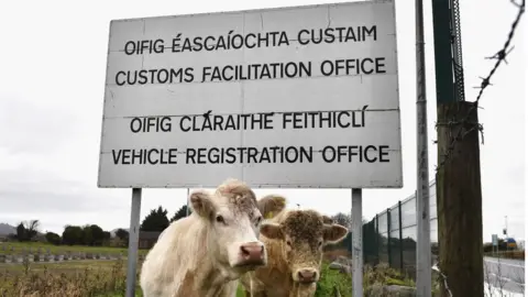 Getty Images Cows and sign