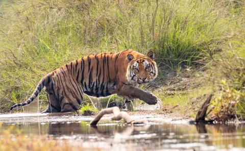 Deepak Rajbanshi Tiger