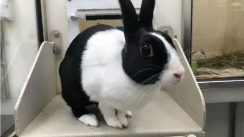 Scottish SPCA Tulip the rabbit
