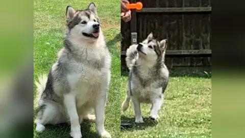 Northamptonshire Police Thor