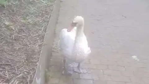 Linjoy Wildlife Sanctuary and Rescue Swan