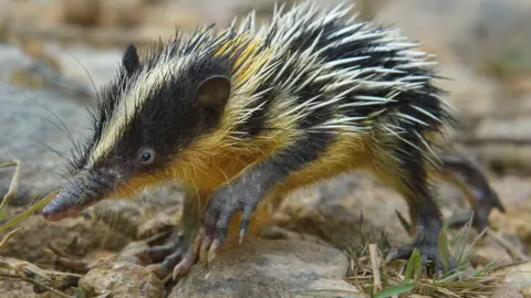 Chien C. Lee Lowland streaked tenrec