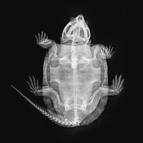 ZSL London Zoo Nasi - big-headed turtle (Platysternon megacephalum)