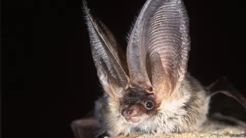 Hugh Clark Brown long-eared bat
