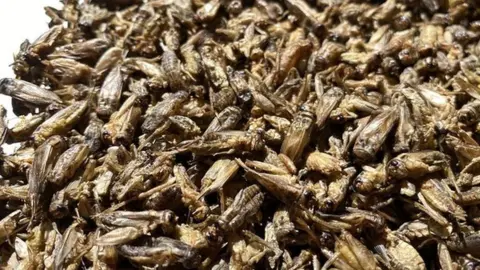 dried crickets