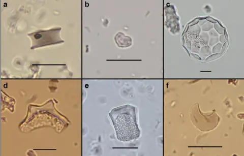 Umberto Lombardo phytoliths