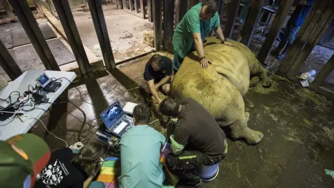 Longleat Egg collection at Longleat
